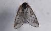 Furcula furcula